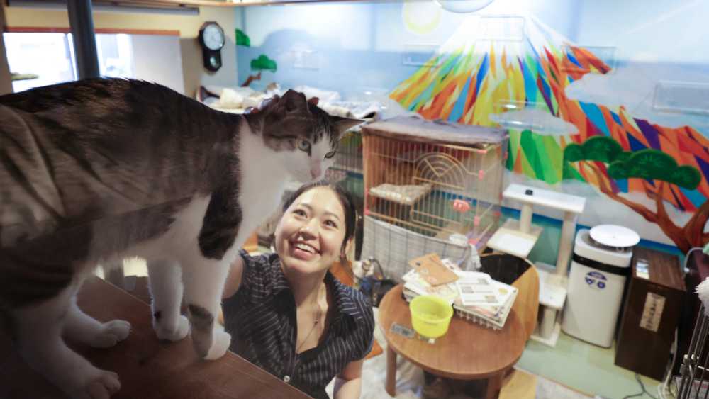 Japan's cat cafes find new ways to delight animal lovers