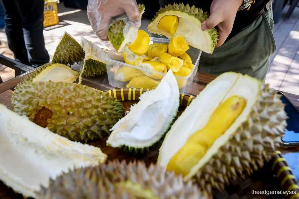 DSR Taiko, Pahang agency to create authenticity system for Musang King durians