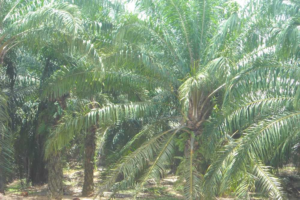 RHB raises CPO prices forecast on strong El Nino