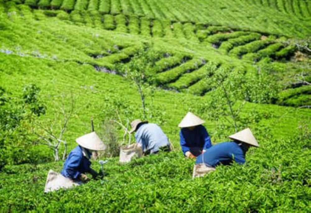 Vietnam Ranks 7th Worldwide In Tea Production