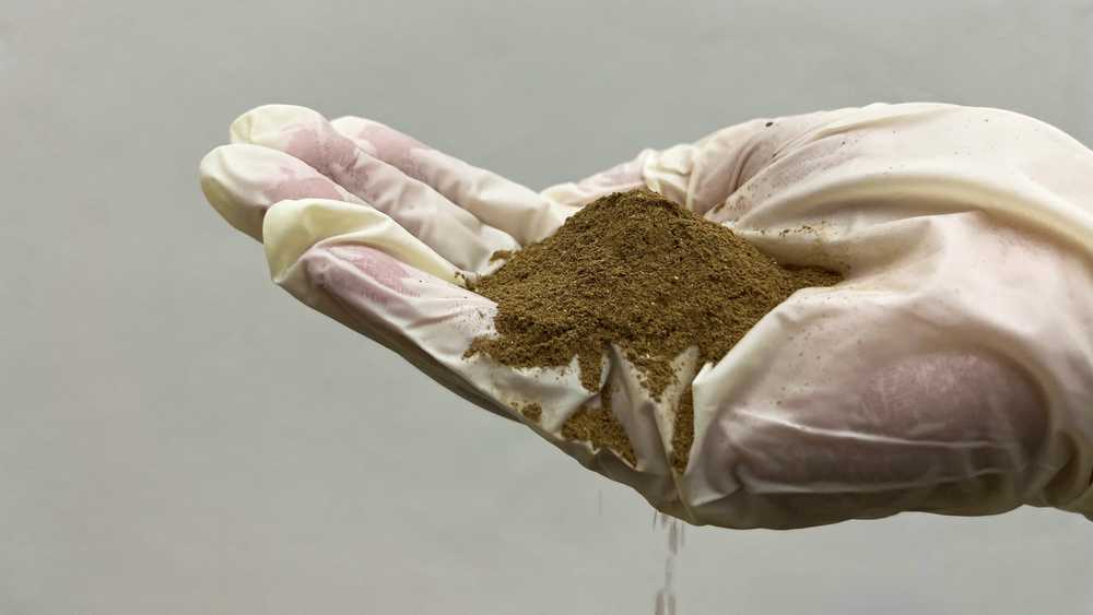 Lords of the flies: Thailand's edible insect innovators
