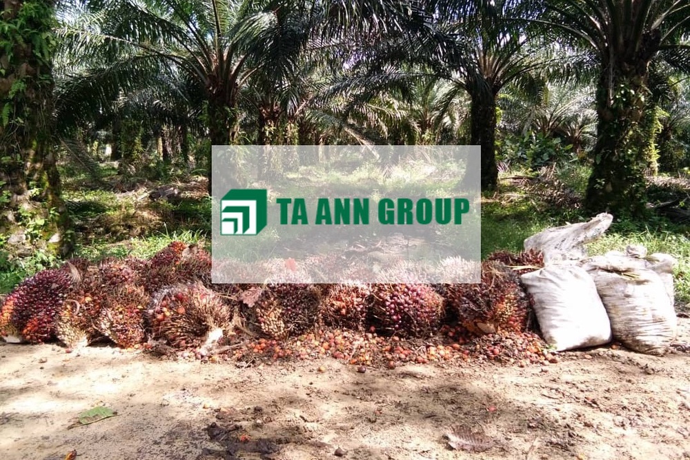 Ta Ann_DagangNews2026