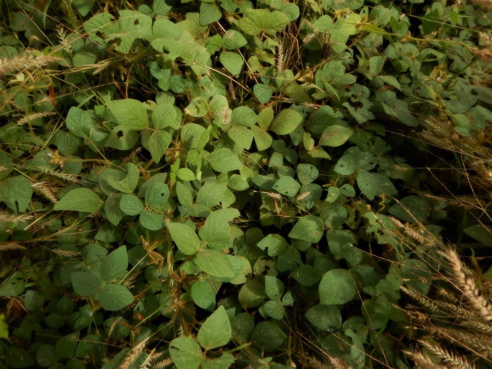 Calopogonium mucunoides