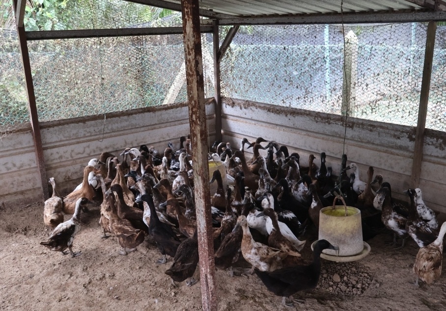Image from: Integrasi ternakan itik di kebun sawit bawa rezeki berganda kepada pekebun kecil
