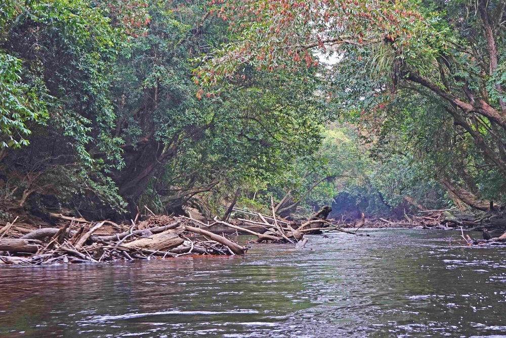 Image from: Menyergap kelah, badong gadang di hulu Sungai Melawi