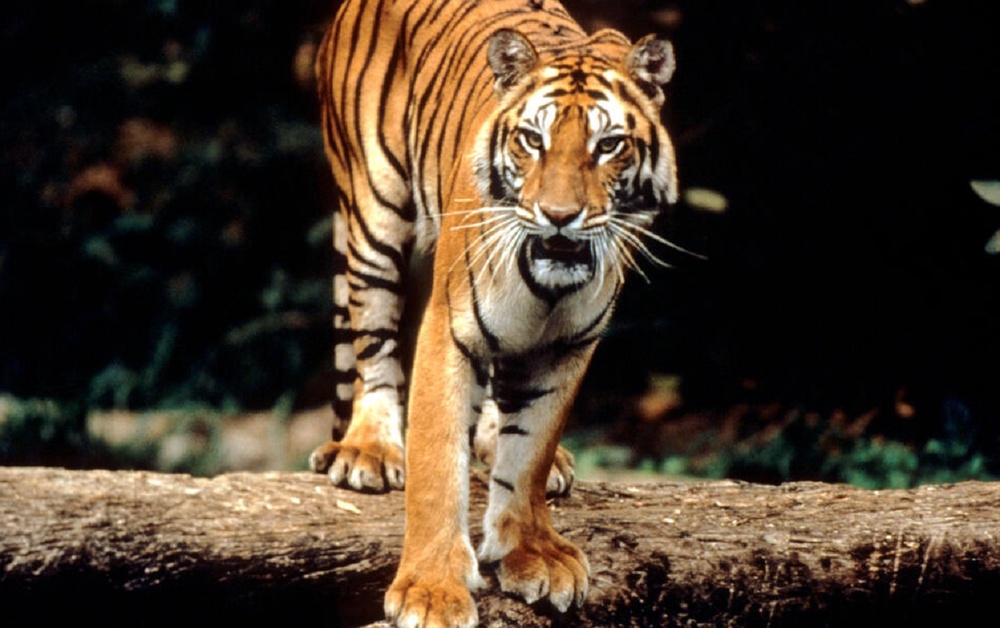 Image from: 5 haiwan paling terancam di dunia, No.5 ada di Malaysia
