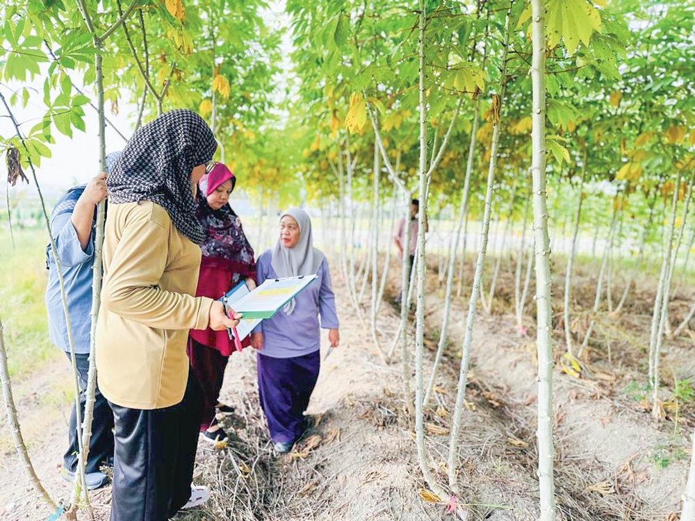 Image from: Guna nuklear cipta baka ubi kayu baharu