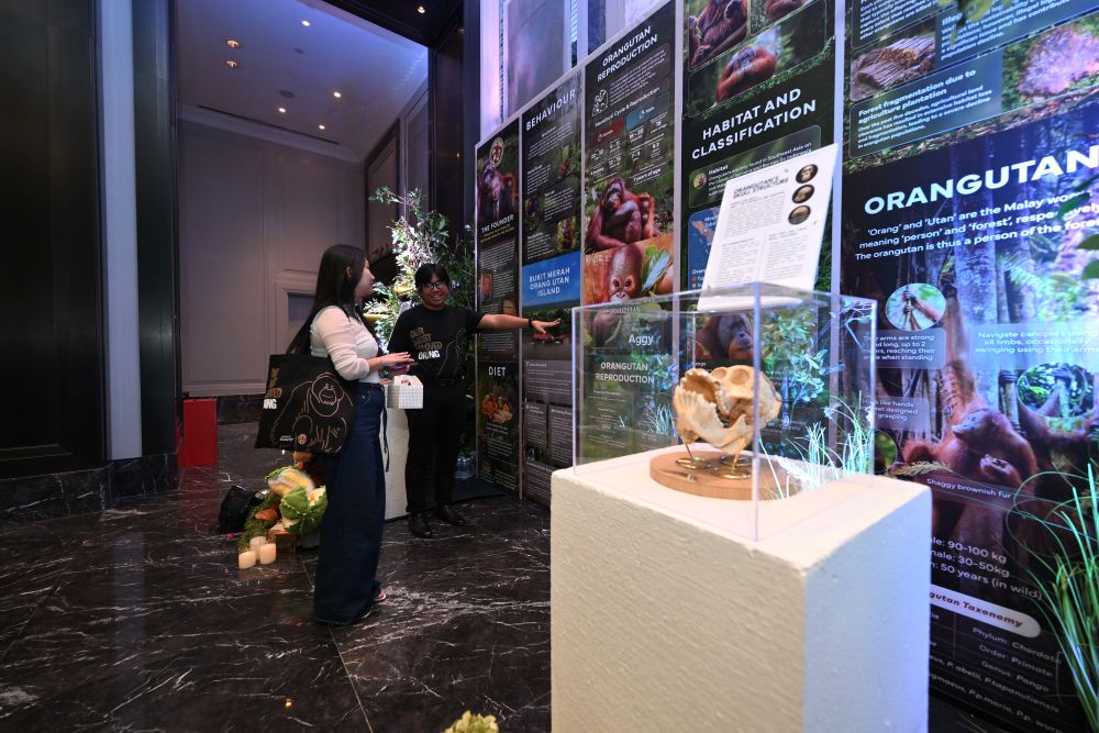 Image from: Inisiatif bersama Marriot Bonvoy, BMOUIF tingkat kesedaran pemuliharaan orang utan