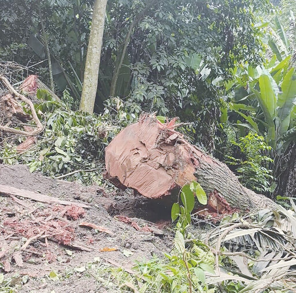 Image from: Ancaman pokok tua tebing bukit Janda Baik