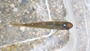 Image from: Melayan ikan kepala timah dengan teknik tanago