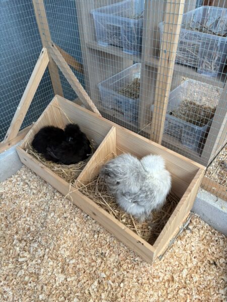 Image from: Ayam silkie, si gebu yang mencuit hati