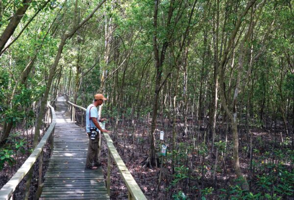 Image from: Hutan bakau semakin terancam