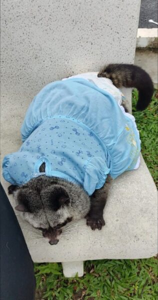 Image from: Cici, musang pandan manja yang suka merajuk