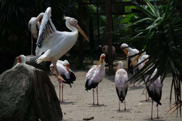 Image from: Disapa 3,000 burung jinak di tengah KL