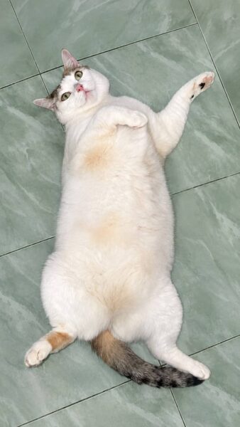 Image from: Chek suka ‘serang hendap’