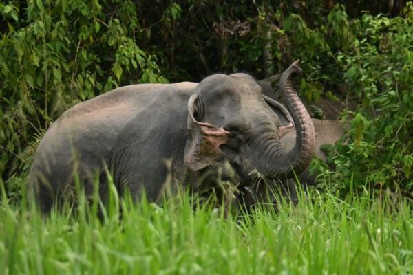 Image from: Mencari jalan damai antara manusia, gajah