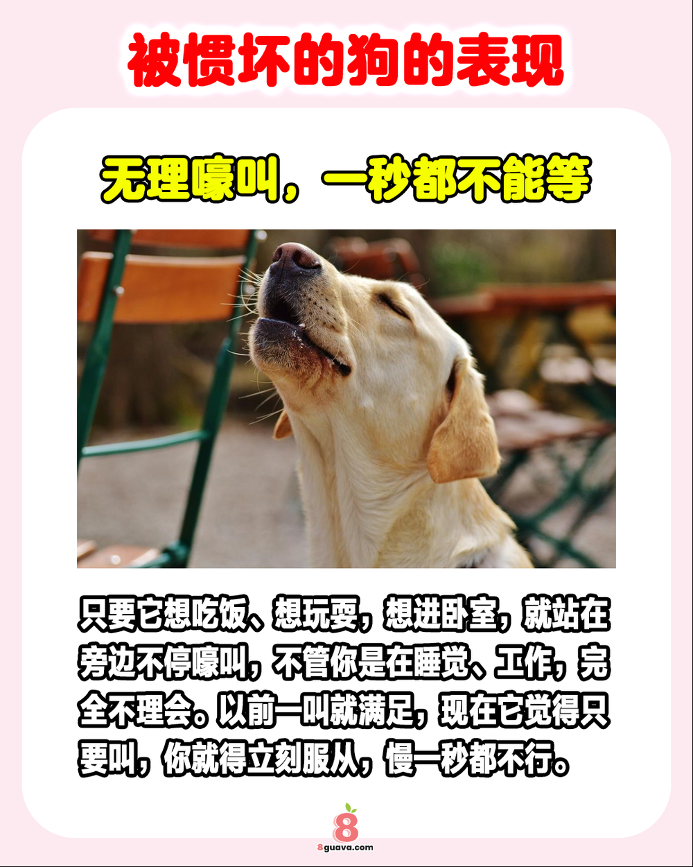 Image from: 被惯坏的狗的表现 一次看🐶快来看看你家毛孩子中了吗❓