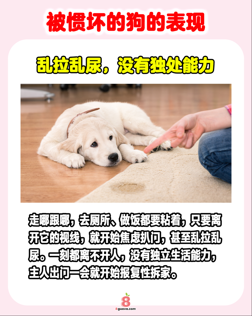 被惯坏的狗的表现