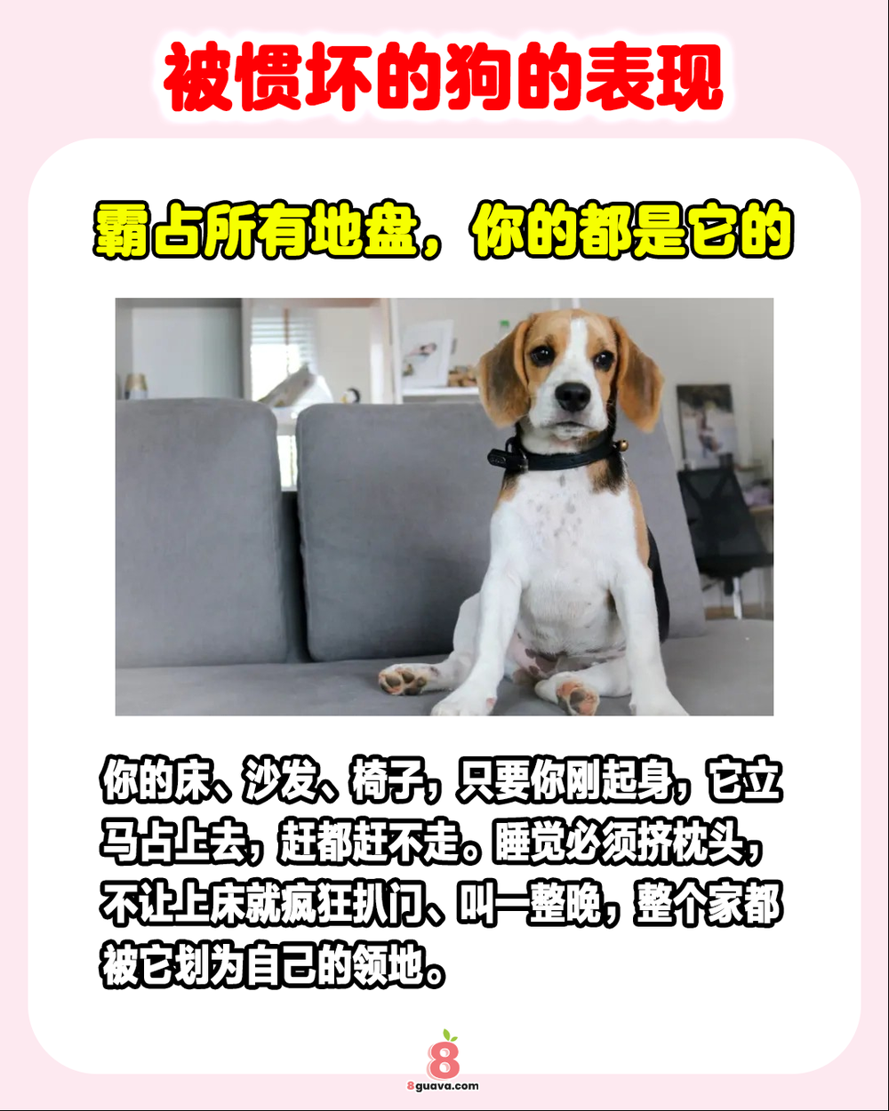 Image from: 被惯坏的狗的表现 一次看🐶快来看看你家毛孩子中了吗❓