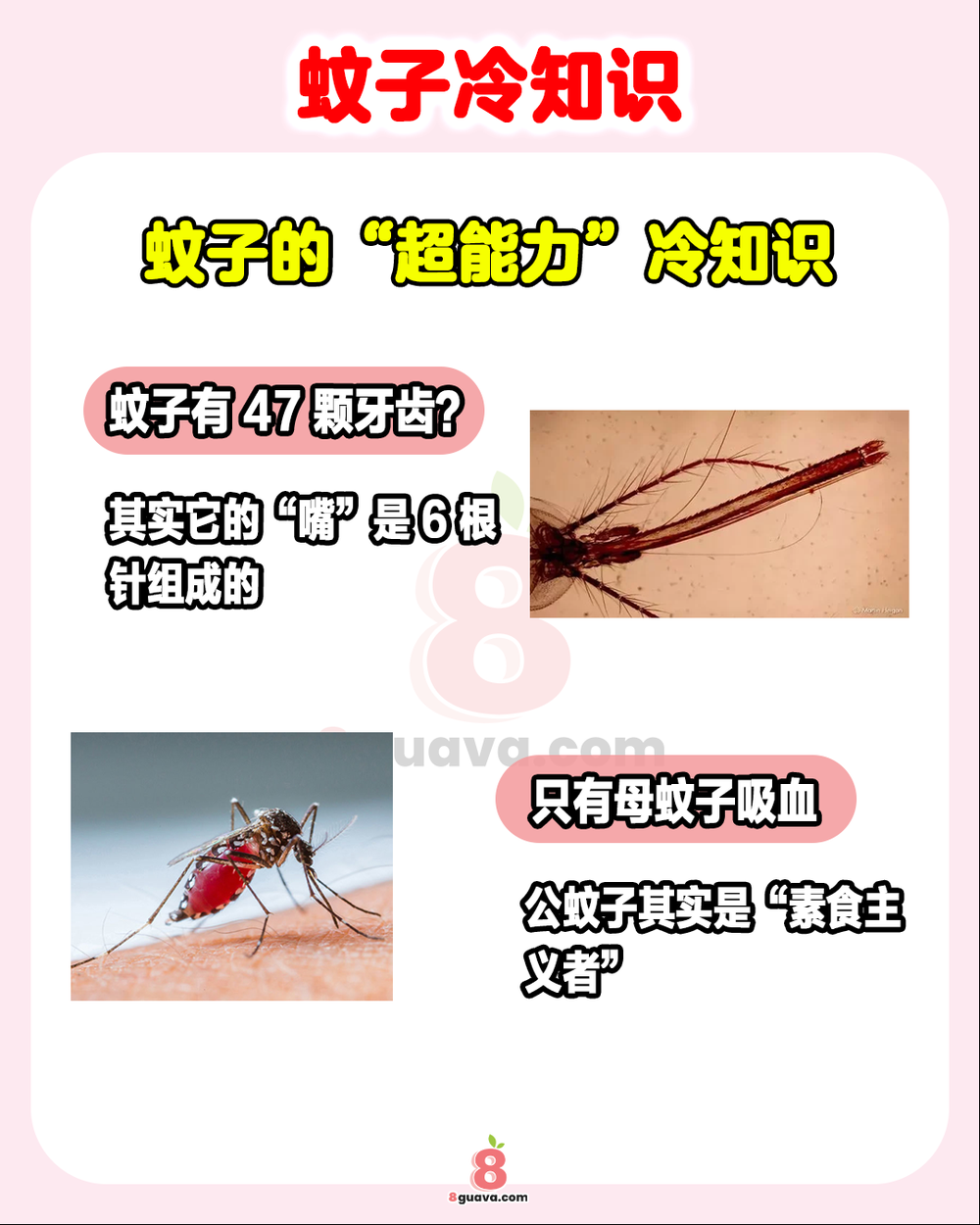Image from: 蚊子冷知识 一次看🦟原来蚊子最爱咬这种人❗