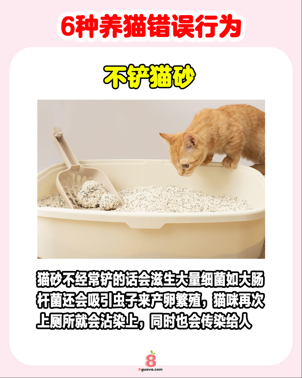 6种养猫错误行为