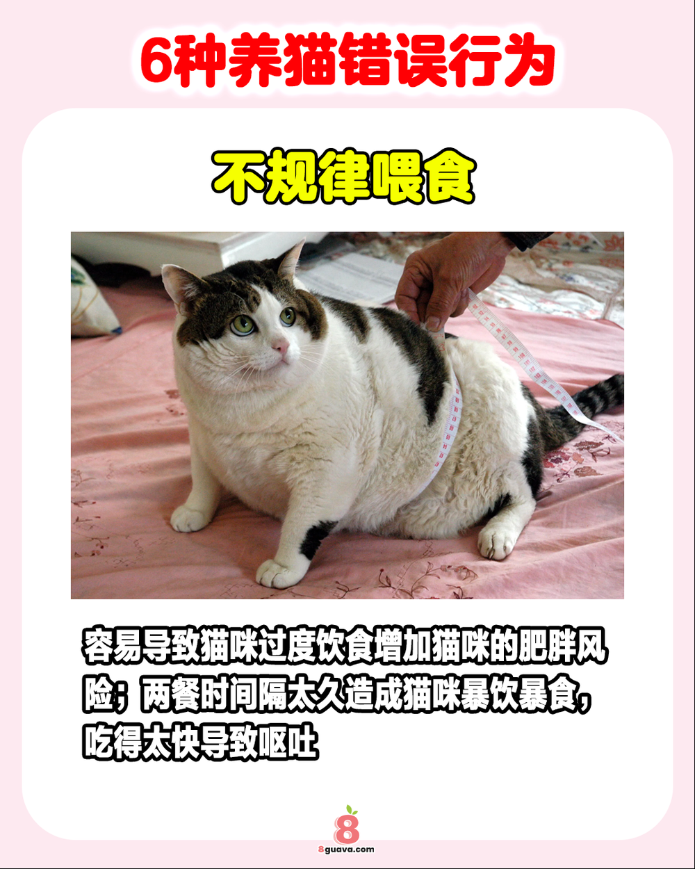 6种养猫错误行为