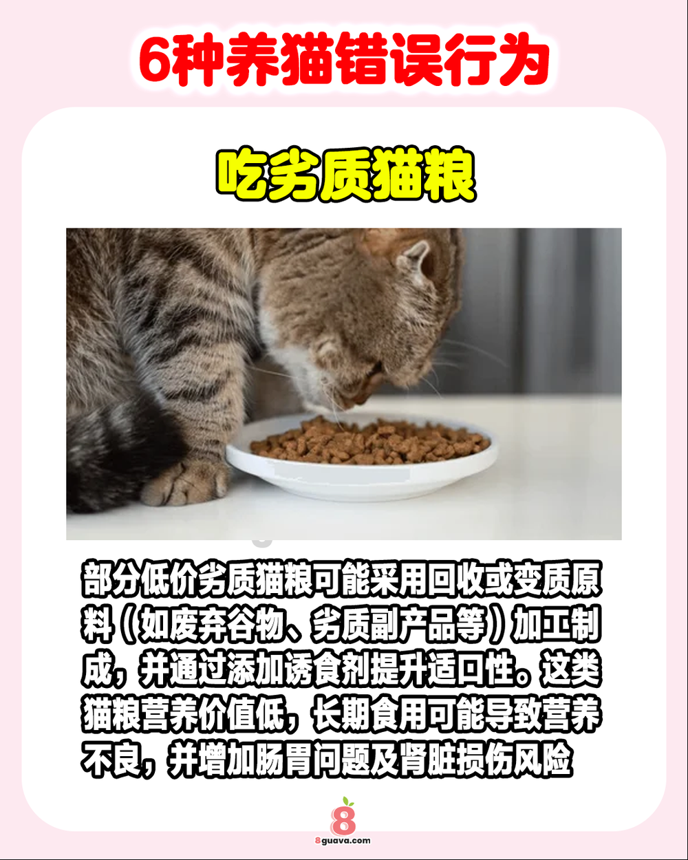 6种养猫错误行为