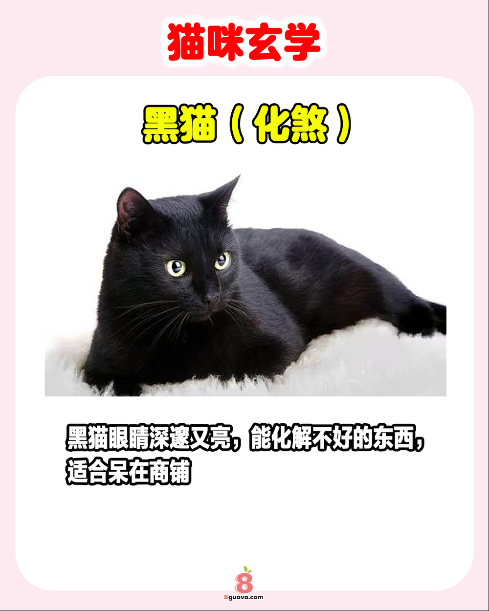 猫咪玄学