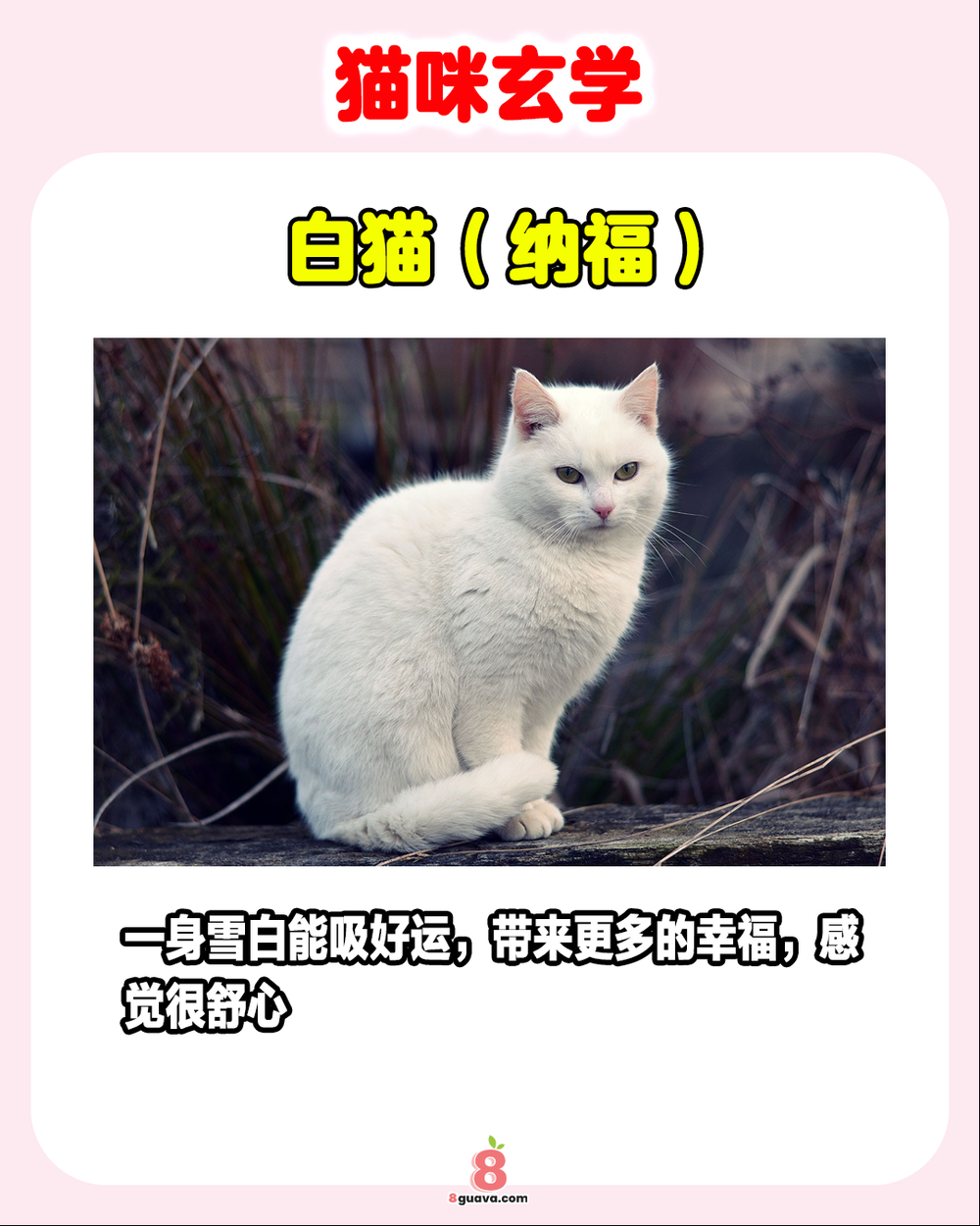 Image from: 猫咪玄学 一次看🐈 看看你的猫是啥属性❗