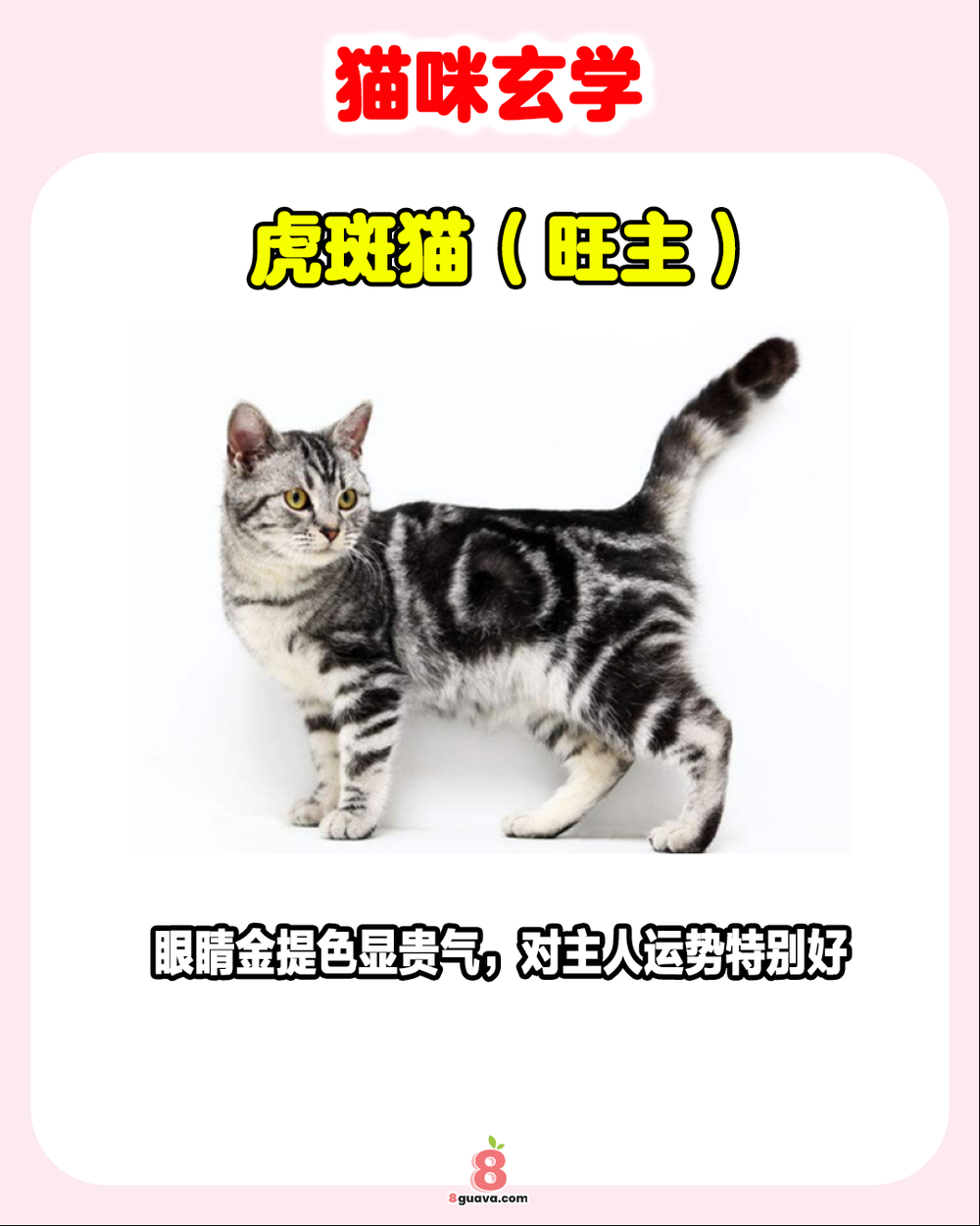 猫咪玄学