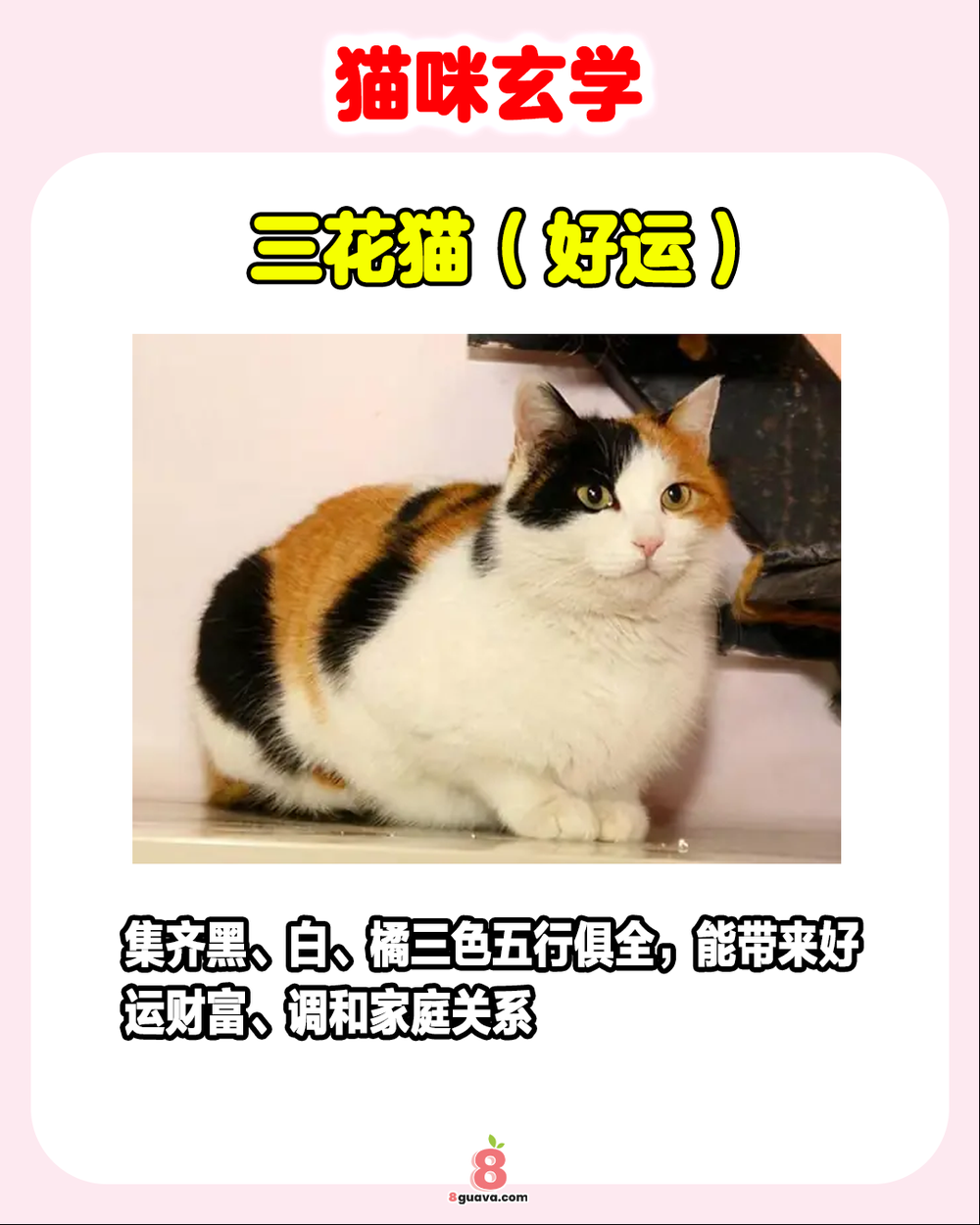 猫咪玄学