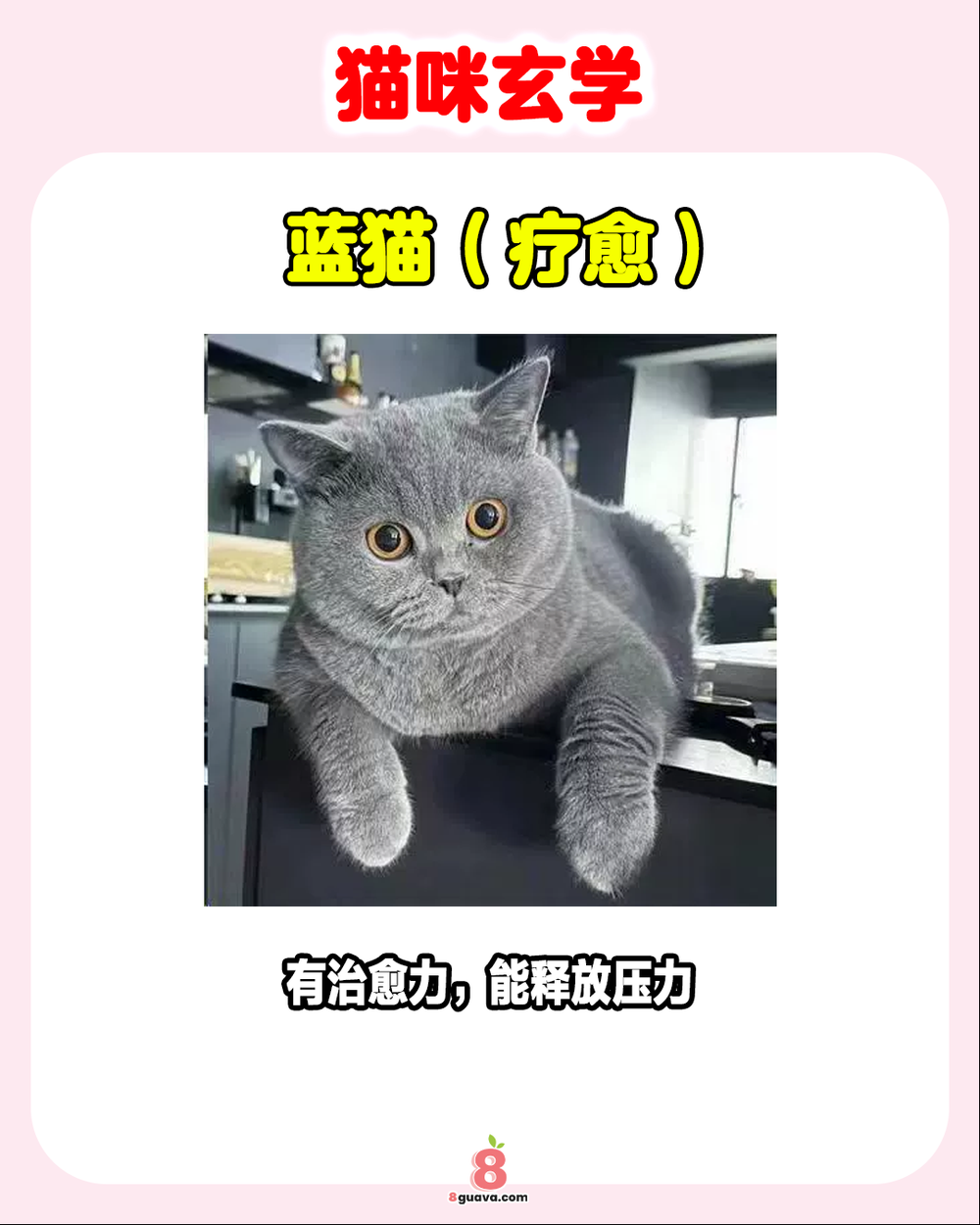 Image from: 猫咪玄学 一次看🐈 看看你的猫是啥属性❗