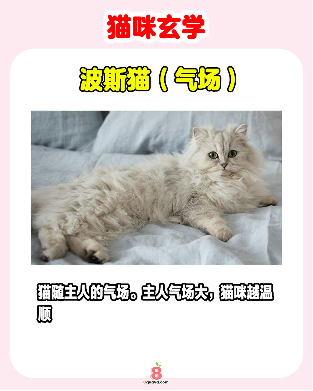 猫咪玄学
