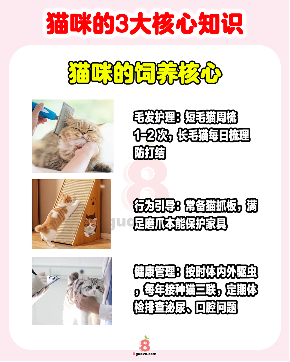 猫咪的3大核心知识