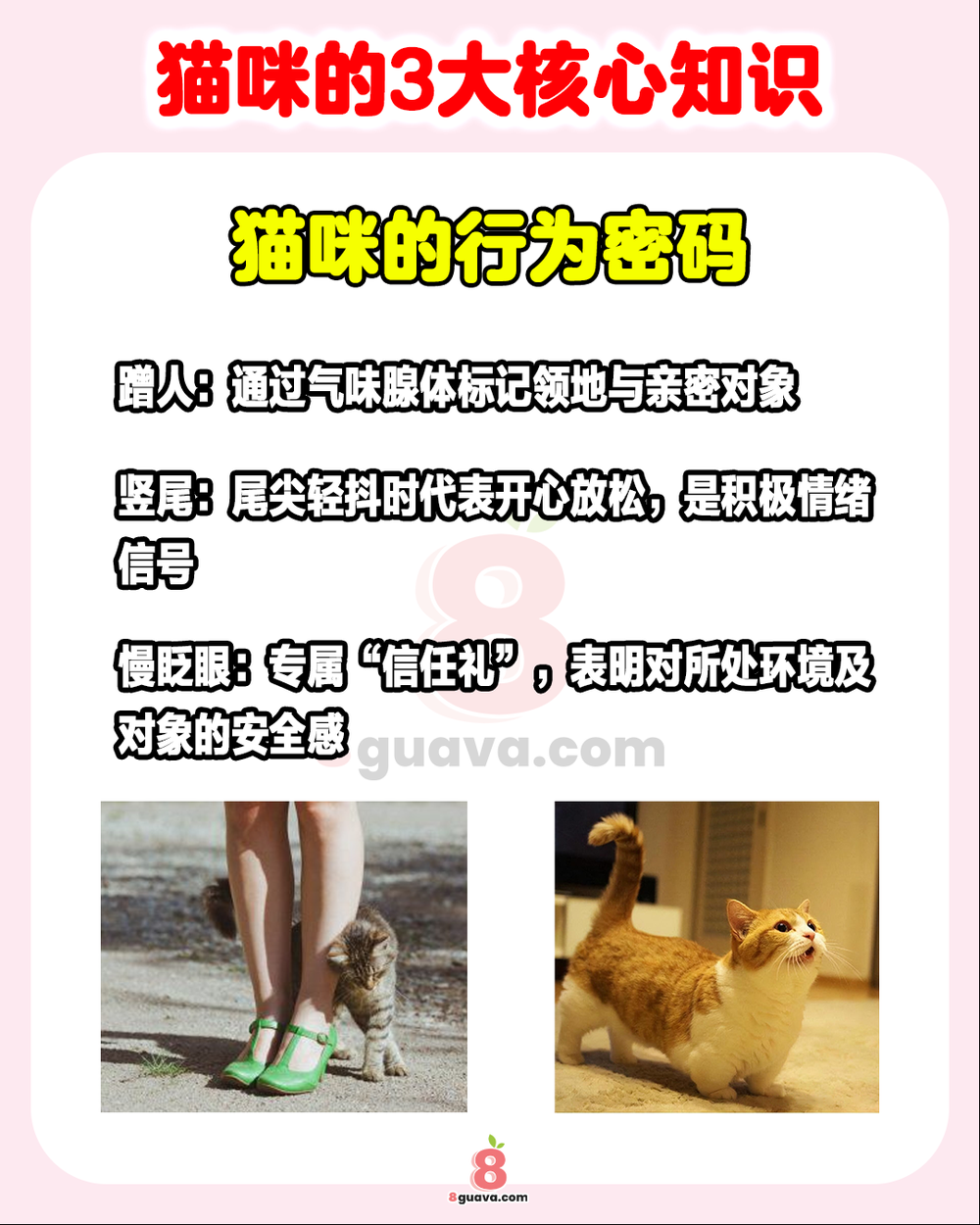 猫咪的3大核心知识
