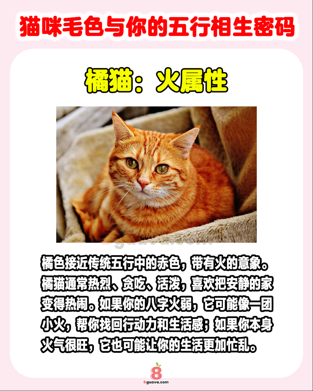 猫咪毛色与你的五行相生密码