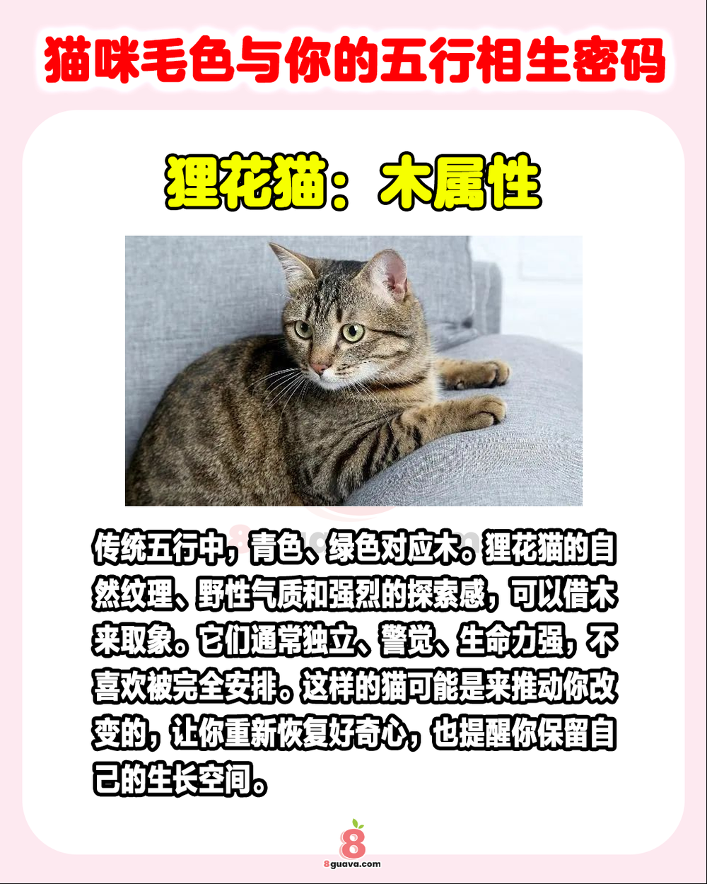 Image from: 猫咪毛色与你的五行相生密码 🐈快来看看你的猫旺你吗❓
