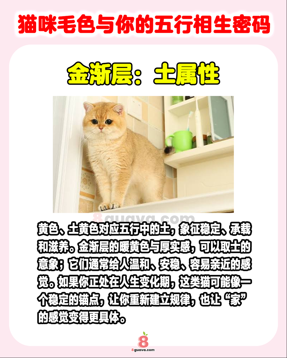 猫咪毛色与你的五行相生密码