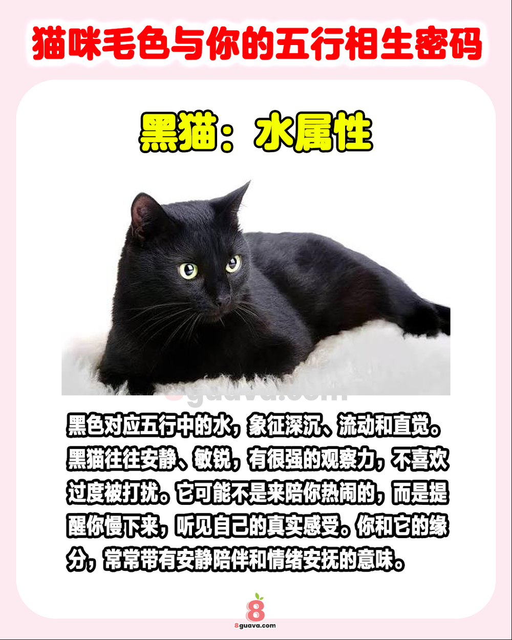 猫咪毛色与你的五行相生密码