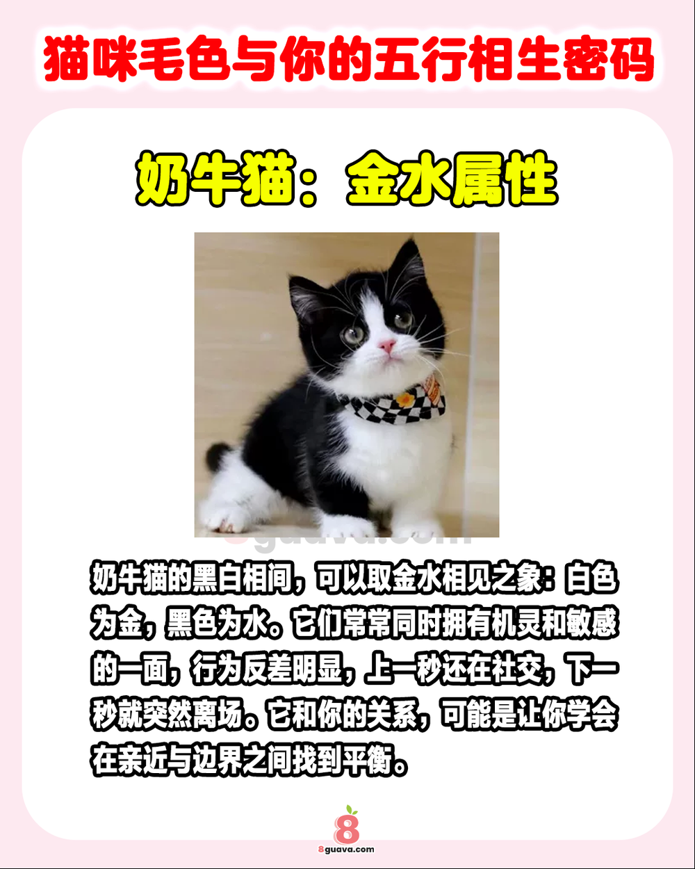 Image from: 猫咪毛色与你的五行相生密码 🐈快来看看你的猫旺你吗❓