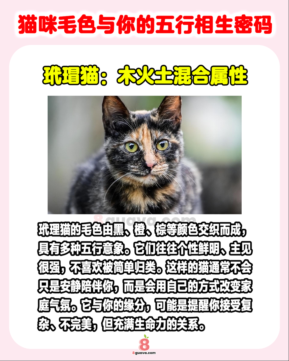 猫咪毛色与你的五行相生密码