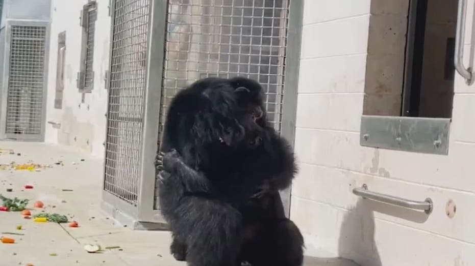 Chimpanzee sees sky for the first time in nearly 30 years, reacts with