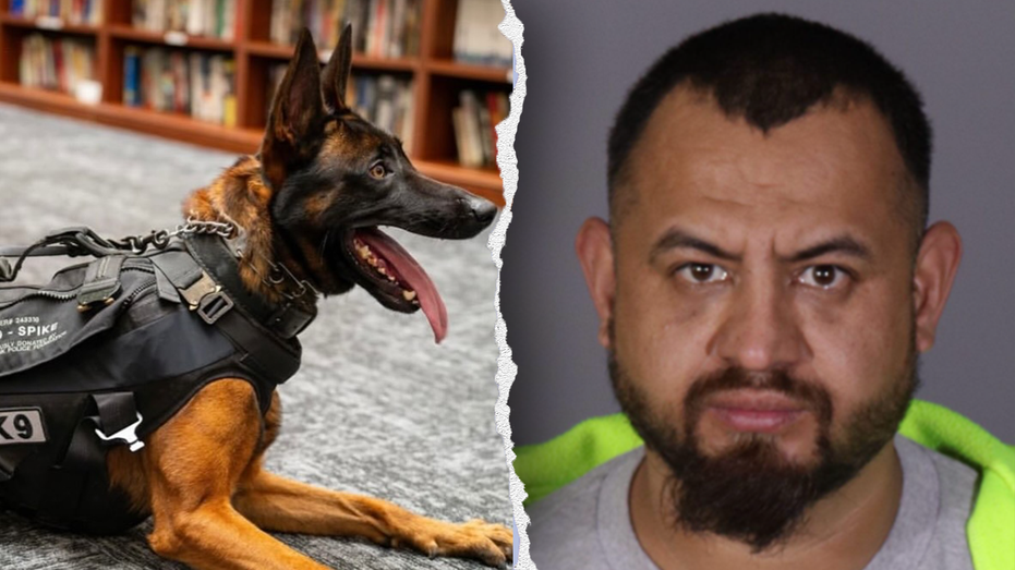 Illegal immigrant gang member killed police K9 'Spike' before officers