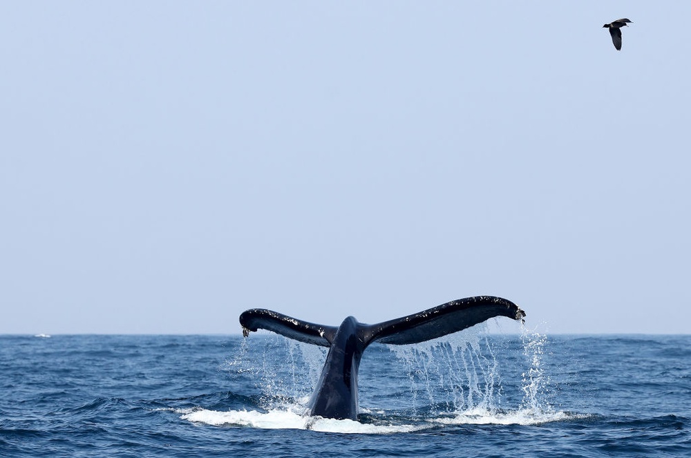 Whales and Dolphins in U.S. Waters Are Losing Food and Habitat to