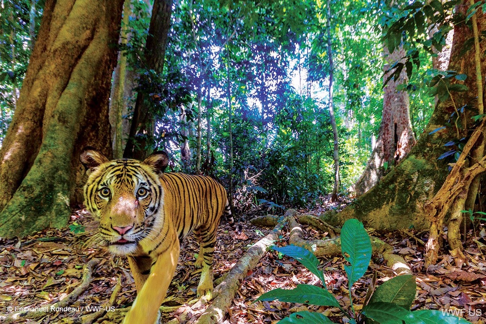 Views: Bringing back the roar: A decade of tiger conservation lessons