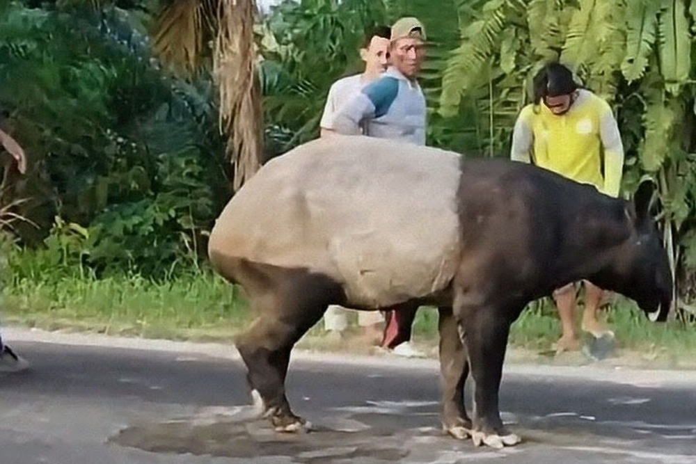 Image from: Tapir Tular Muncul Di Jalan Berakhir Tragis, Daging Dipercayai Dimasak Tumis Pedas