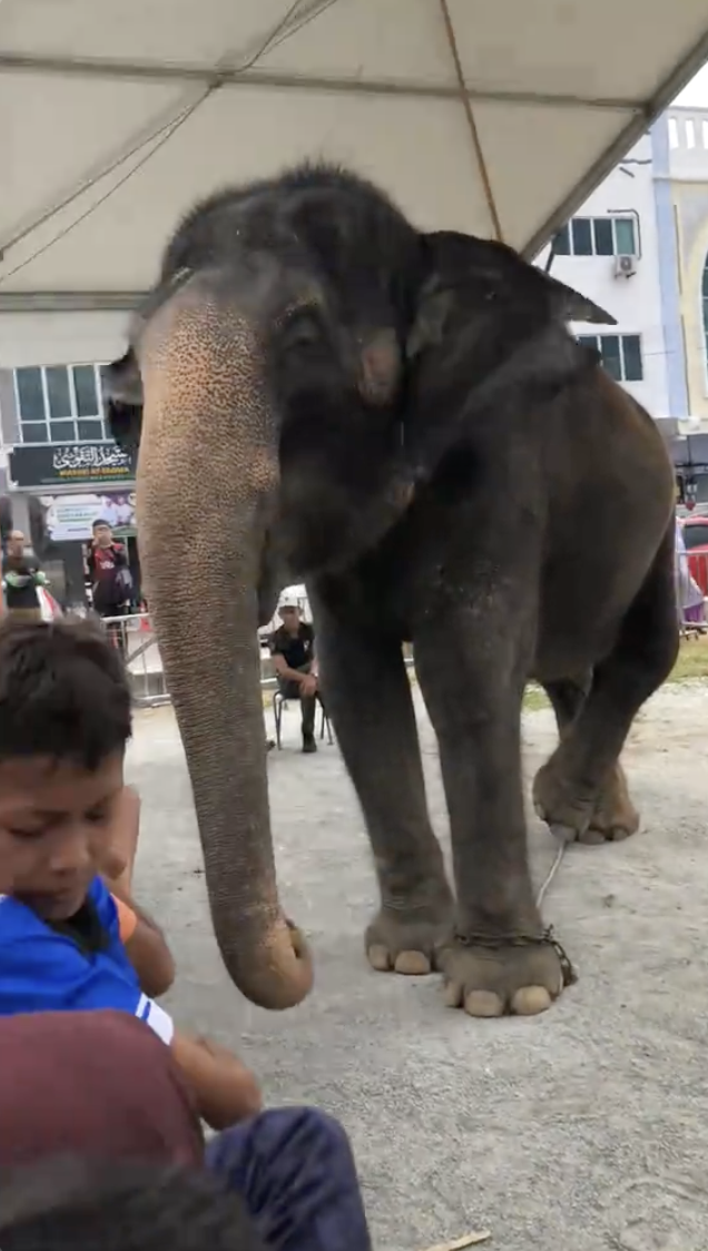 Image from: Guna Gajah Dalam Program Komuniti MADANI, PERHILITAN tampil beri penjelasan