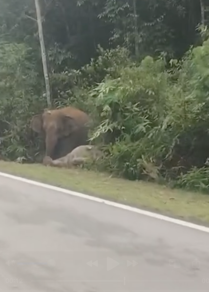 Image from: Sayu! Ibu Gajah Enggan Tinggalkan Anak Selama 7 Jam Selepas Dirempuh Kereta