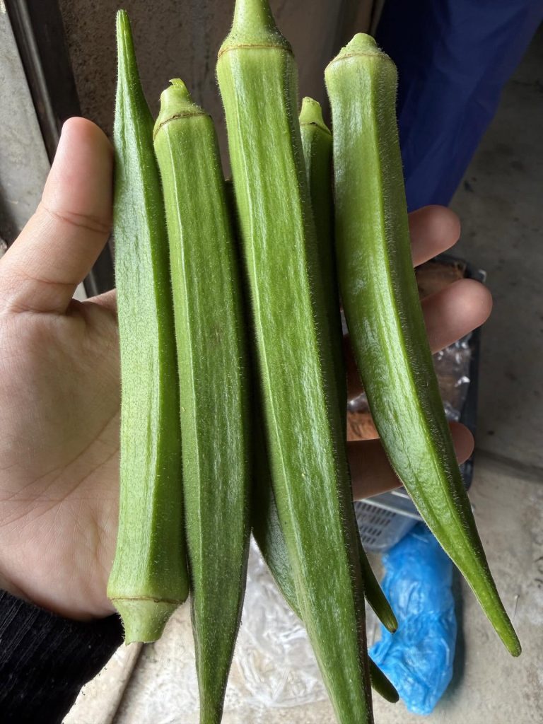 kebun