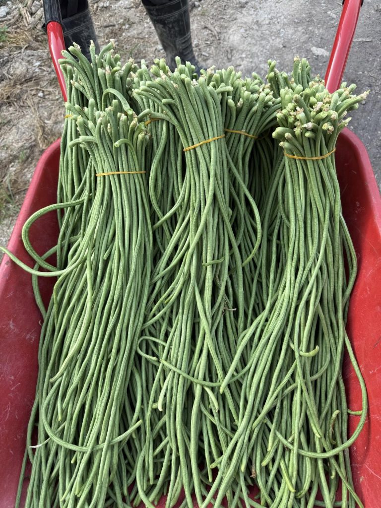 Image from: Wanita Buka Kebun Sayur Percuma, Pengunjung Boleh Petik Sendiri & Bayar Ikut Berat